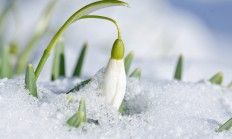 雪滴花（球根植物）