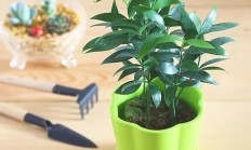 竹柏定植后多久不妨施肥？