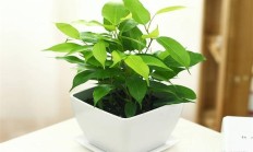 罕见的室内盆栽木本植被有哪些？