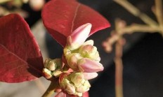 蓝莓坐果进程？