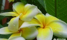果儿花如何培植？