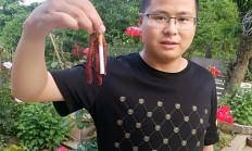 我的台湾长桑葚掉果重要，如何办？