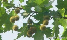 做为绿化法兰西共和国梧桐模样很美，但其果球堪称一害。可有方法废除？