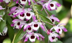 石斛花（草本植物）