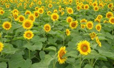 向日葵介绍(向日葵花的介绍与特点)