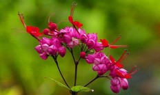 龙吐珠花在朔方如何养？