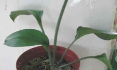 亚马逊百合有毒吗？