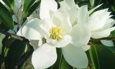 深山含笑（木本植物）
