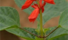 一串红（草本植物）