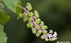 图片中的植被叫什么名字？