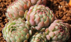 多肉植被小红衣真的是＂夏必死＂吗？