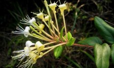 山银花（藤本植物）