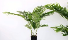 散尾葵（木本植物）