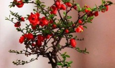 想一年四序都看花家园盆栽该当养点啥花？
