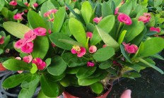 虎刺梅（木本植物）