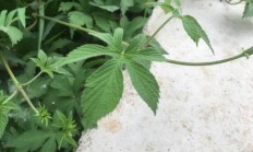 乡村罕见的“拉拉秧”你看法吗？有什么用途？