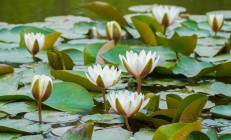 睡莲（水生植物）