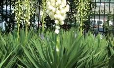 丝兰（木本植物）