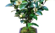 微笑花定植须要把叶子剪掉吗？
