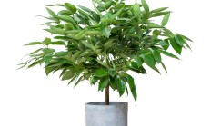 平安树（木本植物）
