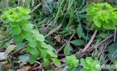 在乡村，罕见的猫眼草和泽漆是同一种荒草吗？有没有辨别？