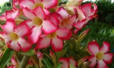 家园种花，种什么种类参观性好呢？