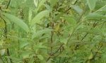 银芽柳，银芽柳能用水养吗