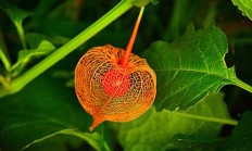 葡萄籽能发芽吗?要怎么发芽?
