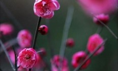 有什么场面的梅花图？