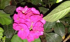 有哪些有年生、花期长又好养的花草？