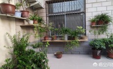 花好:家里养太多花好吗？