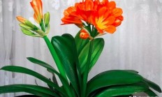 屋内长久符合种什么植被？