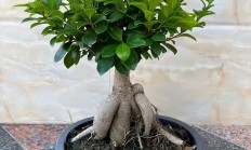 人参榕（木本植物）