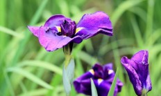 花菖蒲（水生植物）