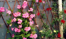 飘香藤掉花，是什么题目？