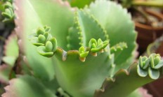 这是什么植被？