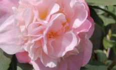 茶花的养殖方法(月季花的养殖方法)