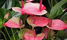 红掌（草本植物）