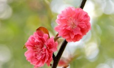 碧桃（木本植物）