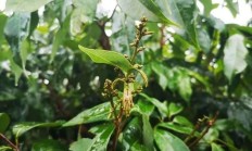 干什么丹荔花带叶要杀除呢？