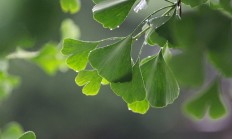 银杏（木本植物）