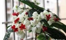 龙吐珠一碰花就掉是如何回事？