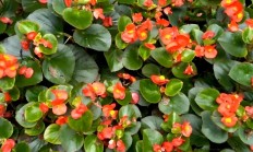 四季海棠（草本植物）