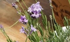 薰衣草什么时候种植最好