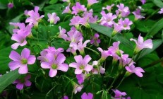 有什么好的本领整理花圃里如荒草普遍顽强的红花酢浆草？