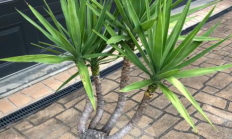 荷兰铁（木本植物）