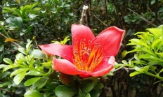 木棉（木本植物）