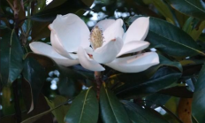 广玉兰（木本植物）
