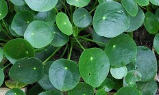 镜面草（草本植物）