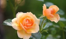 菜蓟的品种分类